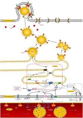 Regulation of Key Genes for <mark class="highlighted">Milk Fat</mark> Synthesis in Ruminants